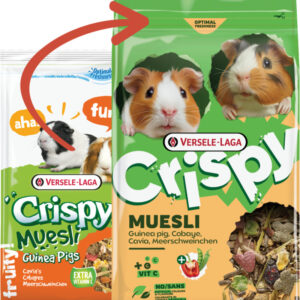 cavia