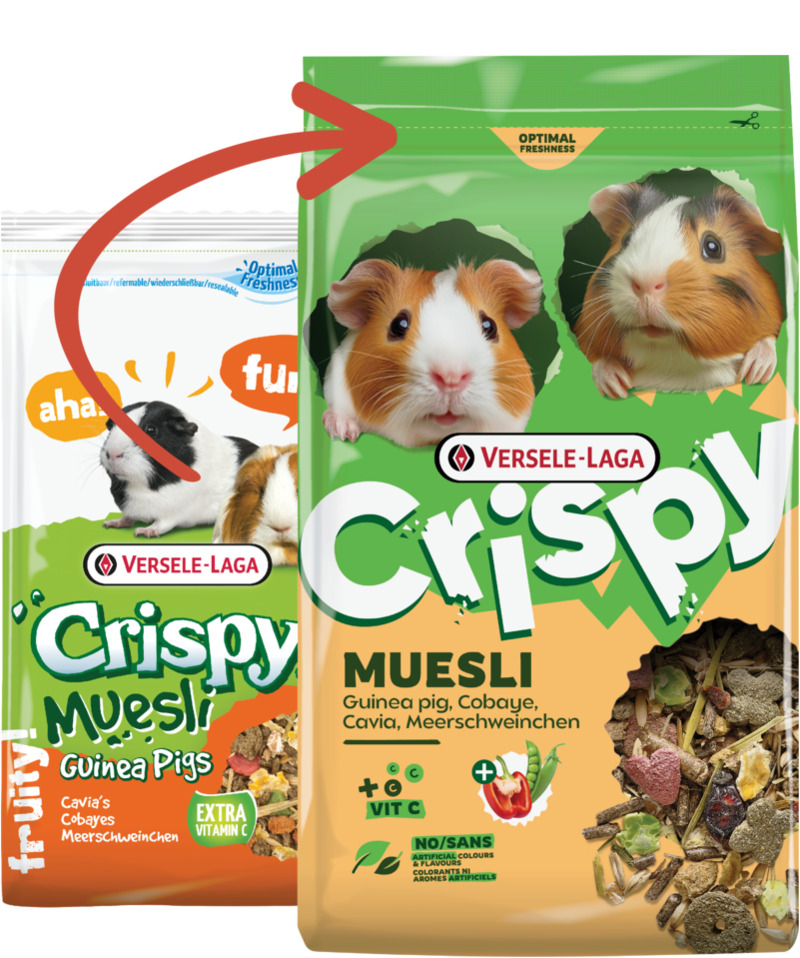 cavia