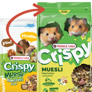 hamster